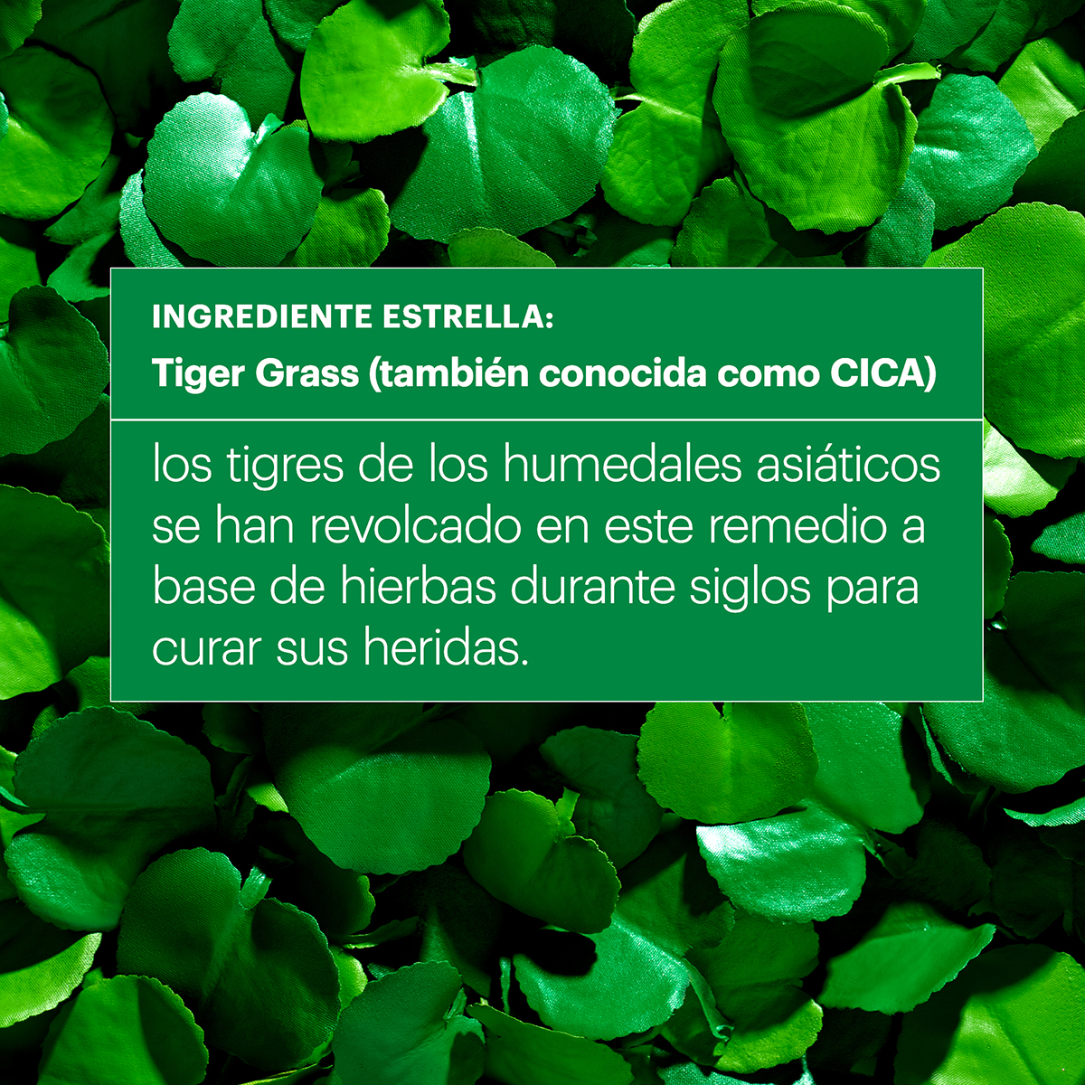 CICAPAIR™ TIGER GRASS CREAM 50ML (CREMA)